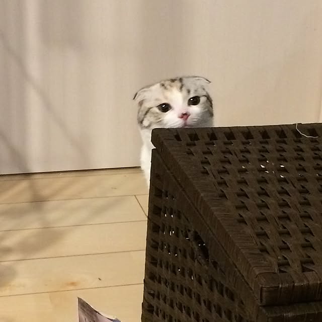 yokkochanさんの実例写真