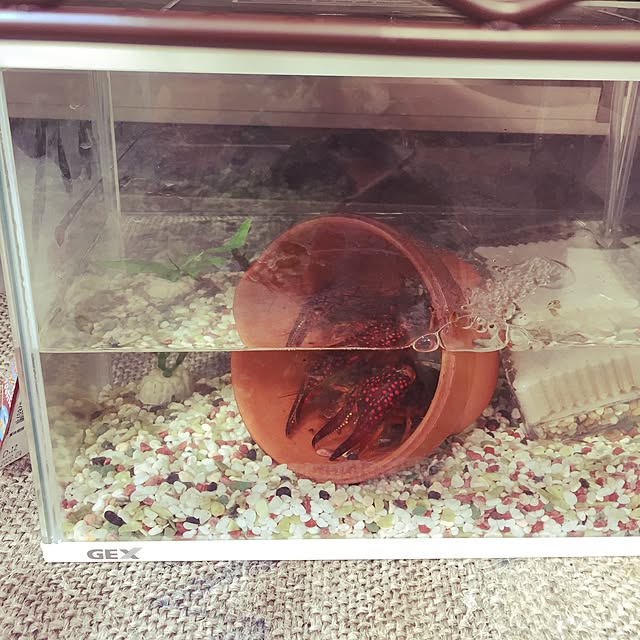 yoshiさんの実例写真