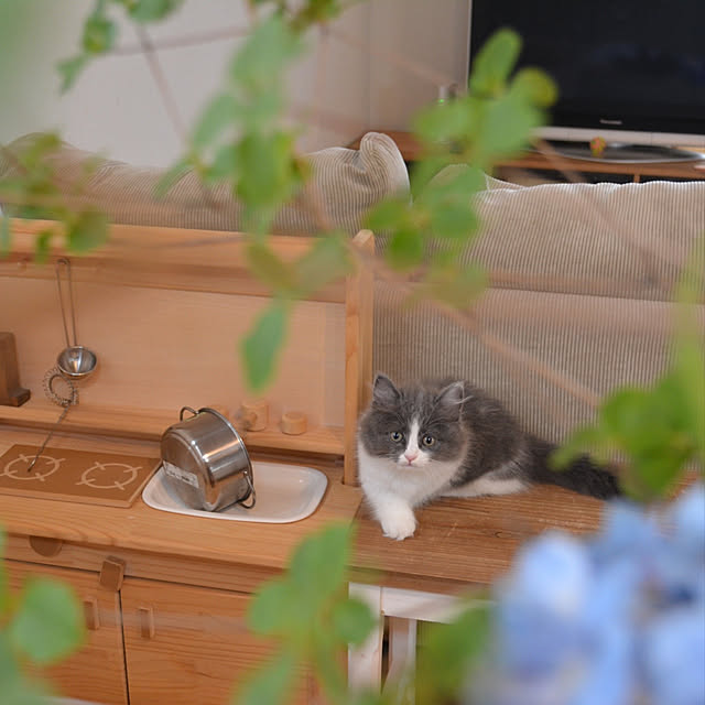 honoさんの実例写真