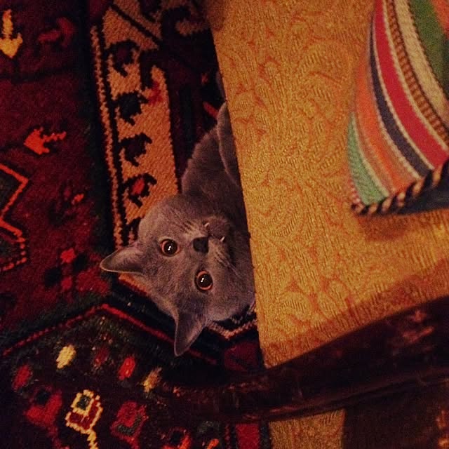 uni0609さんの実例写真