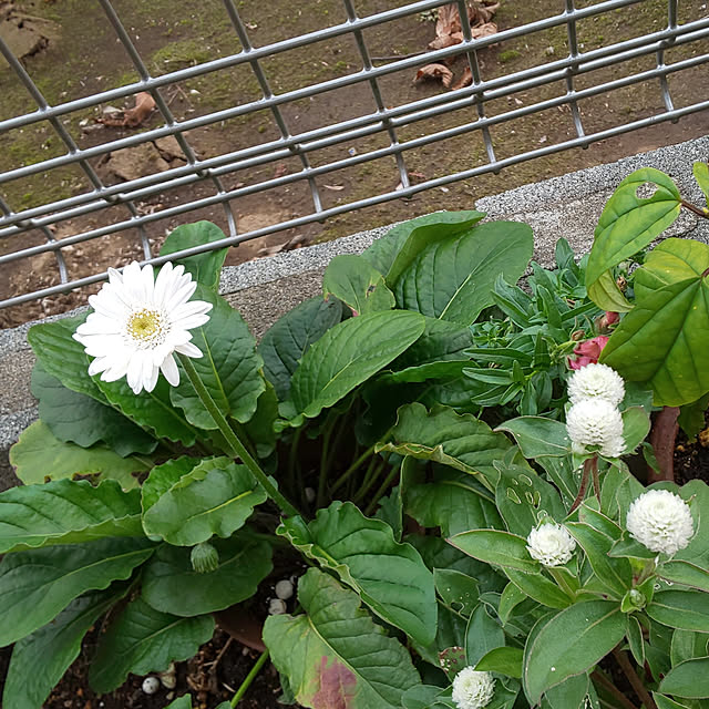mmpoohさんの実例写真