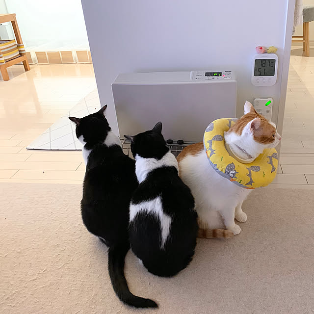bikkeさんの実例写真