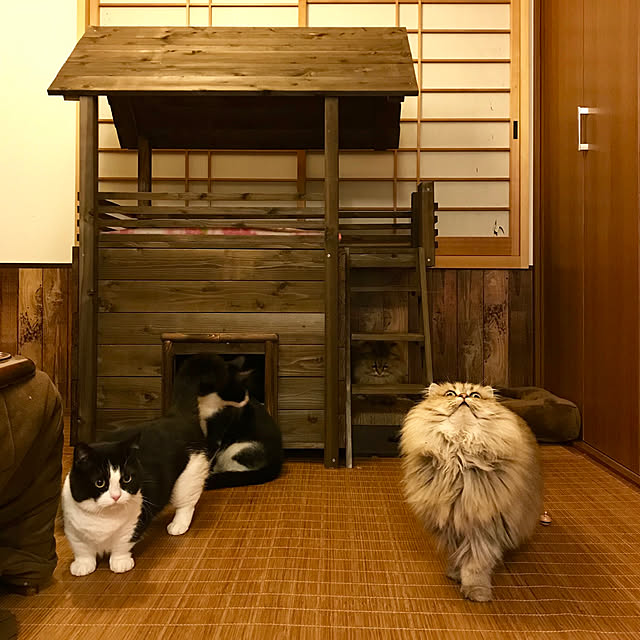butachanさんの実例写真