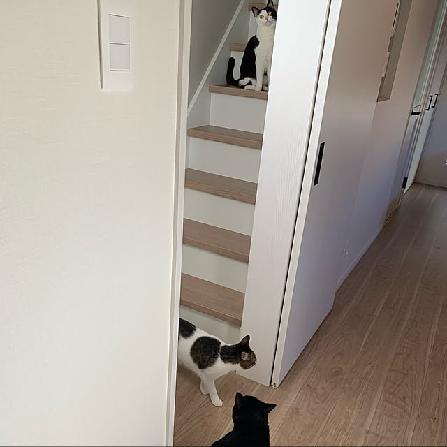 neko_daisukiさんの実例写真