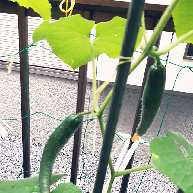 cathirin6_6さんの実例写真