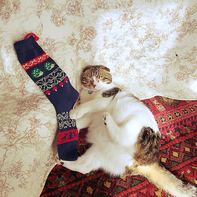 Komadoriyaさんの実例写真