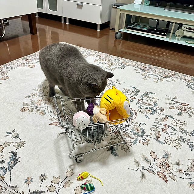 kittyさんの部屋