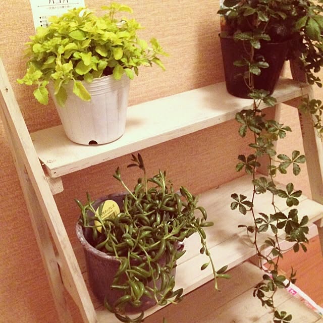 Maiさんの実例写真