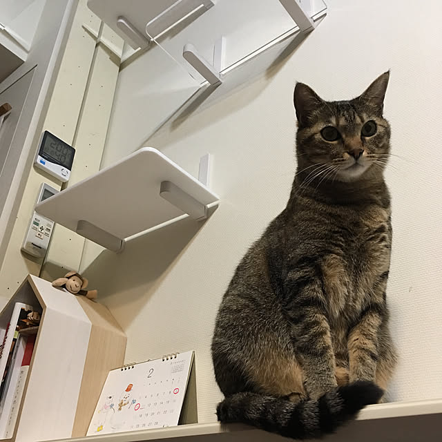 mikomaruさんの実例写真