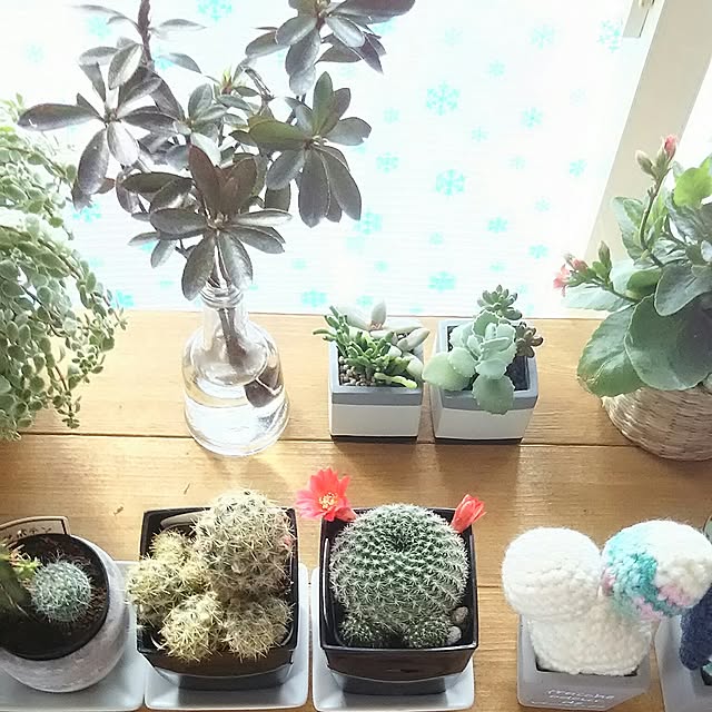 naopyiさんの実例写真