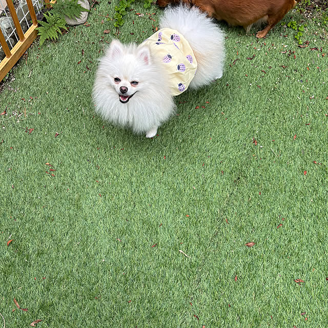 uninekoさんの実例写真