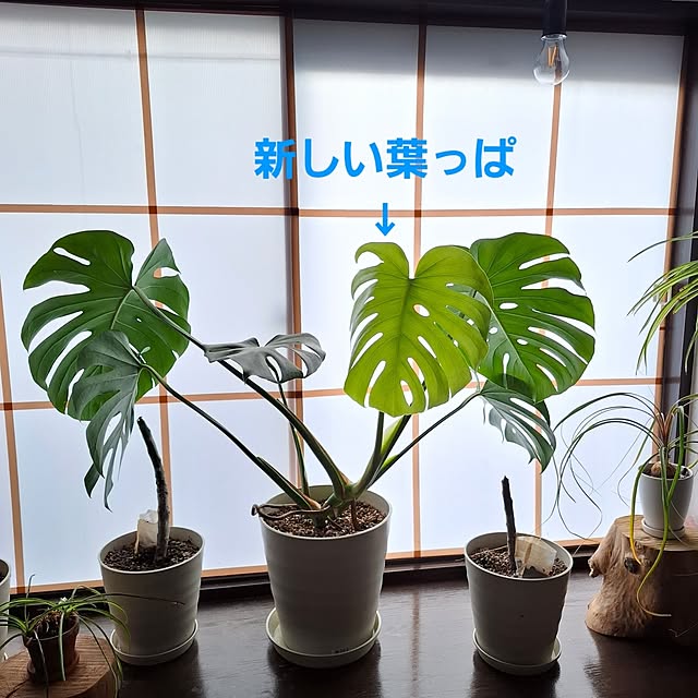 midoriさんの実例写真