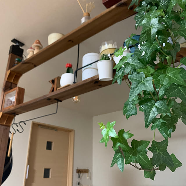 賃貸/観葉植物/雑貨/DIY/多肉植物...などのインテリア実例 - 2023-04-05 19:25:51