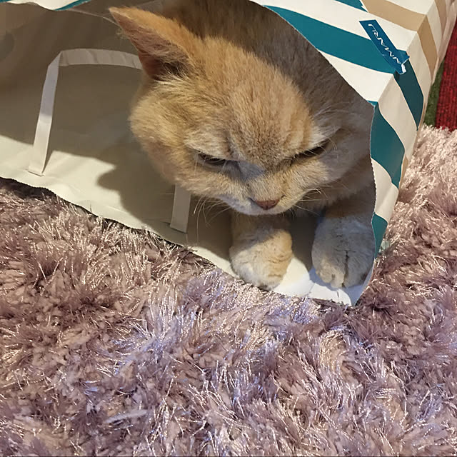 naokoさんの実例写真