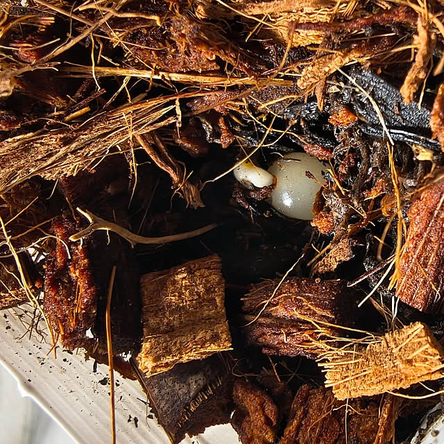 Rubiconさんの実例写真