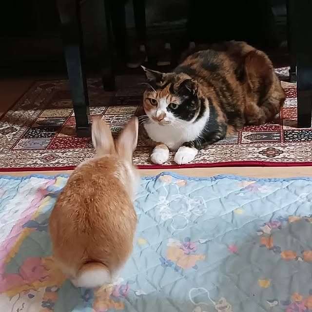 aiさんの部屋
