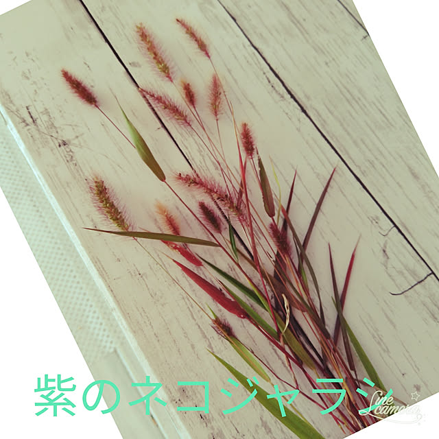 posauruさんの実例写真