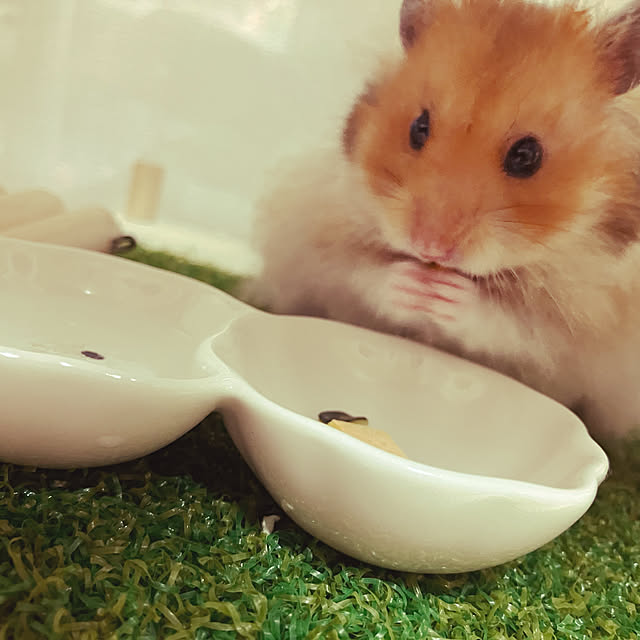 apnさんの部屋