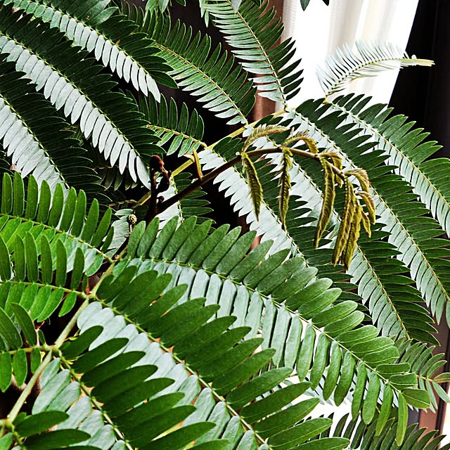 バス/トイレ/植物/成長期♪/エバーフレッシュのインテリア実例 - 2014-08-04 07:28:30