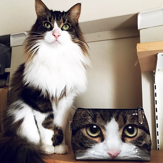 neco7さんの実例写真