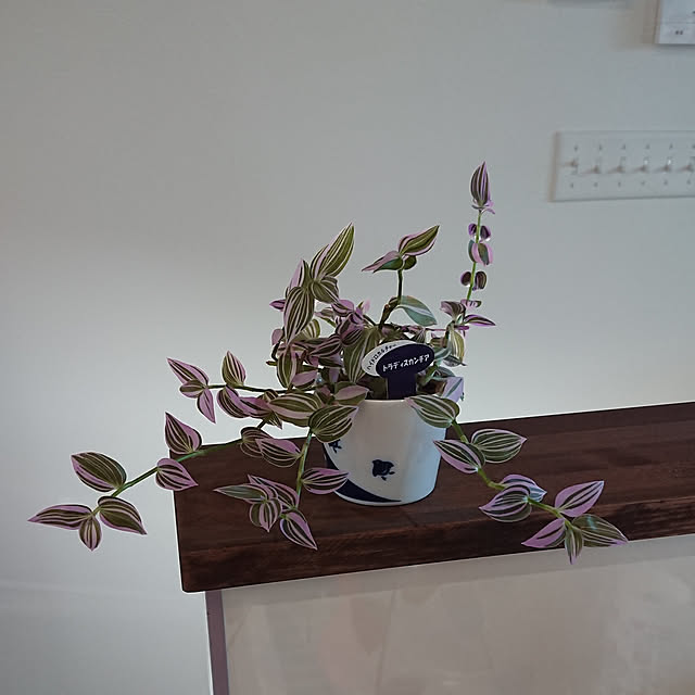 shirokumaさんの実例写真