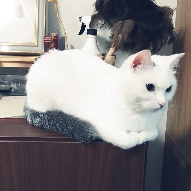 MIPORINNさんの部屋