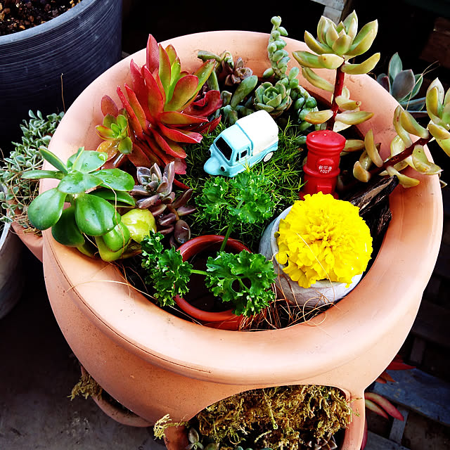 寄せ植え ストロベリーポットのインテリア実例 | RoomClip 寄せ植え ストロベリーポットのインテリア実例 | RoomClip