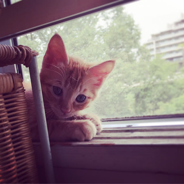 lottaさんの実例写真