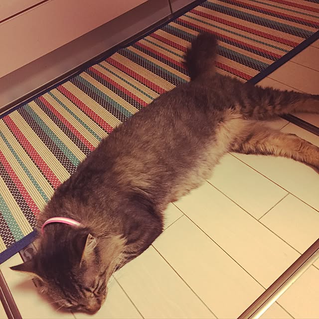 oniyomeさんの実例写真