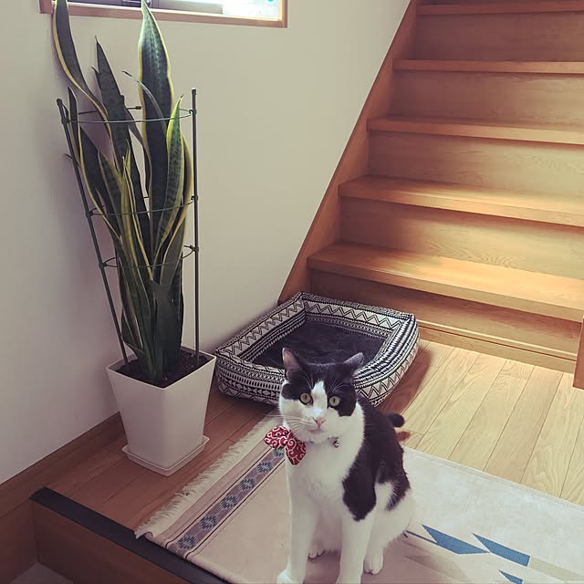 emiさんの実例写真