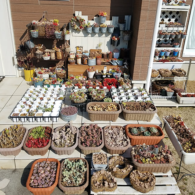 玄関/入り口/多肉植物のインテリア実例 - 2017-10-19 16:32:57