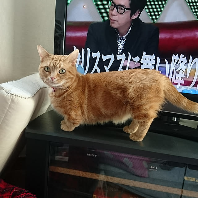 shinobuさんの実例写真