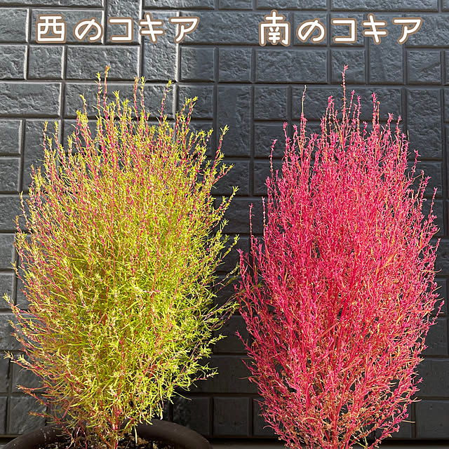 miechuraさんの実例写真
