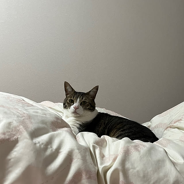 kibuさんの実例写真