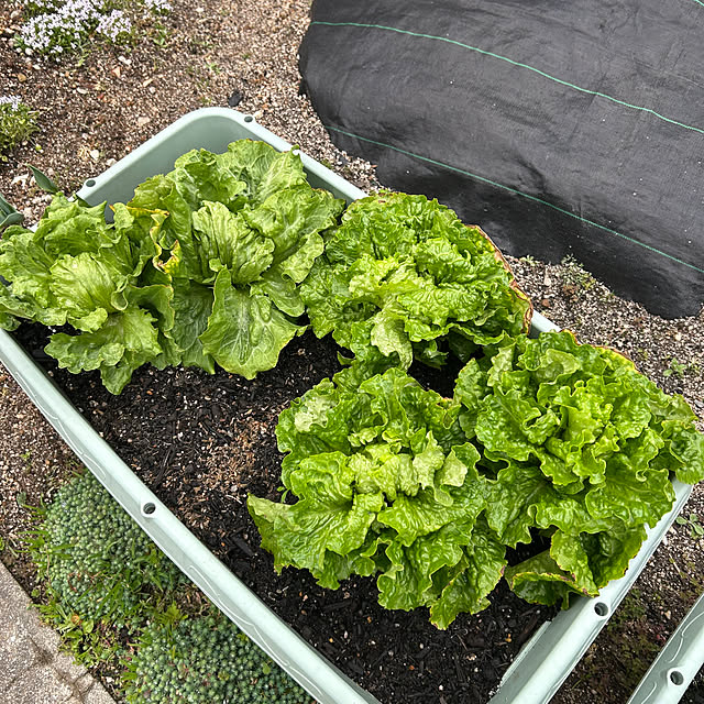 ritsukoさんの実例写真