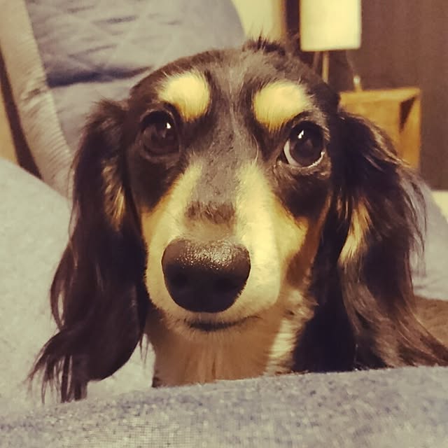 cocosorasakuさんの実例写真