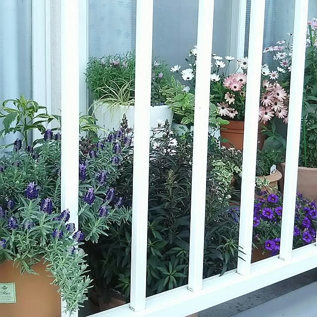 naopyiさんの実例写真