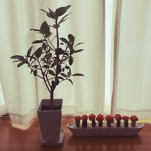 リビング/サボテン/ゴムの木/観葉植物のインテリア実例 - 2015-04-18 13:03:51