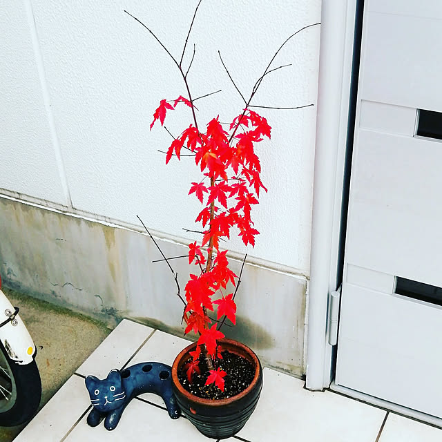 VERANDARJUNさんの実例写真