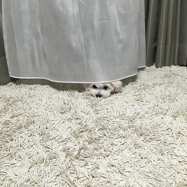 whiteさんの実例写真