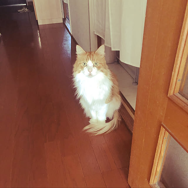 uchidaizuさんの実例写真
