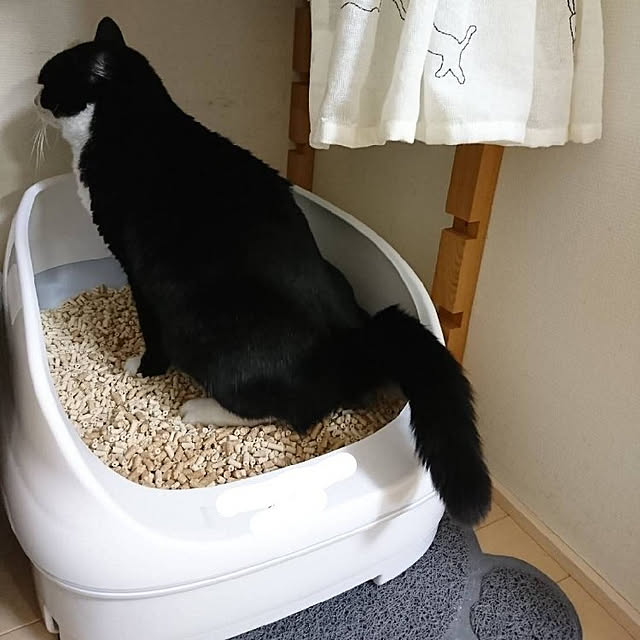 koromaroさんの実例写真