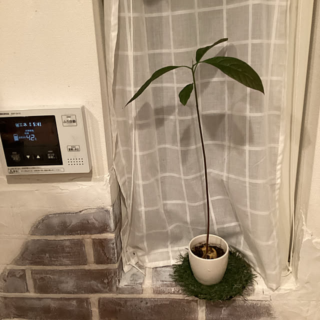 キッチン/観葉植物のインテリア実例 - 2024-01-22 17:44:26