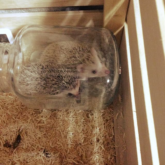 PORCAさんの実例写真