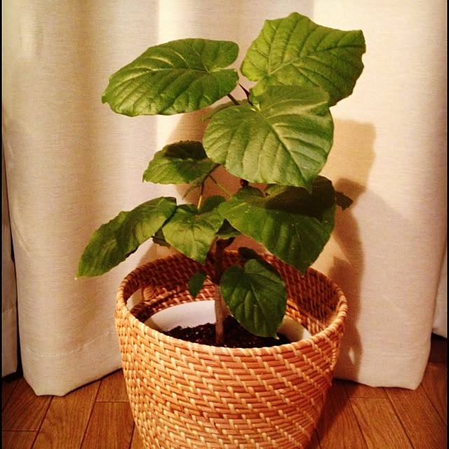 リビング/緑のある暮らし/一人暮らし/インスタやってます！/観葉植物...などのインテリア実例 - 2015-11-07 16:45:23