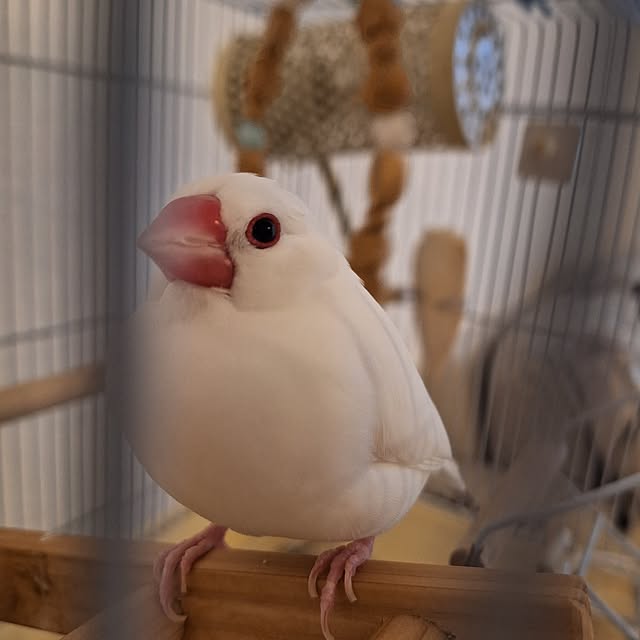 otokiさんの実例写真