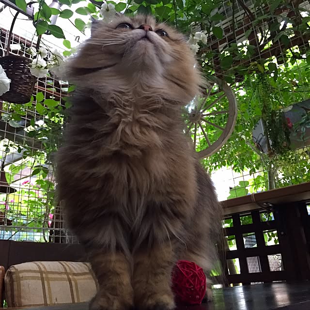butachanさんの実例写真