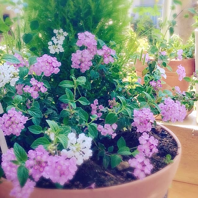 akさんの実例写真