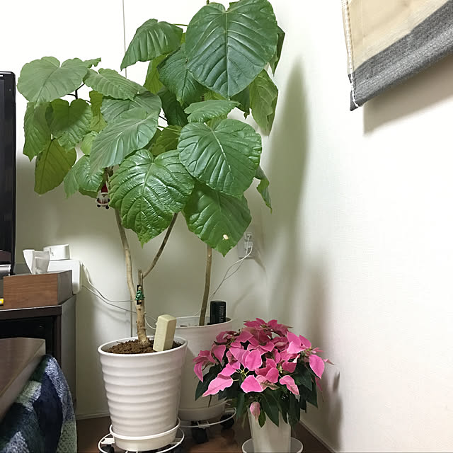 eriさんの実例写真