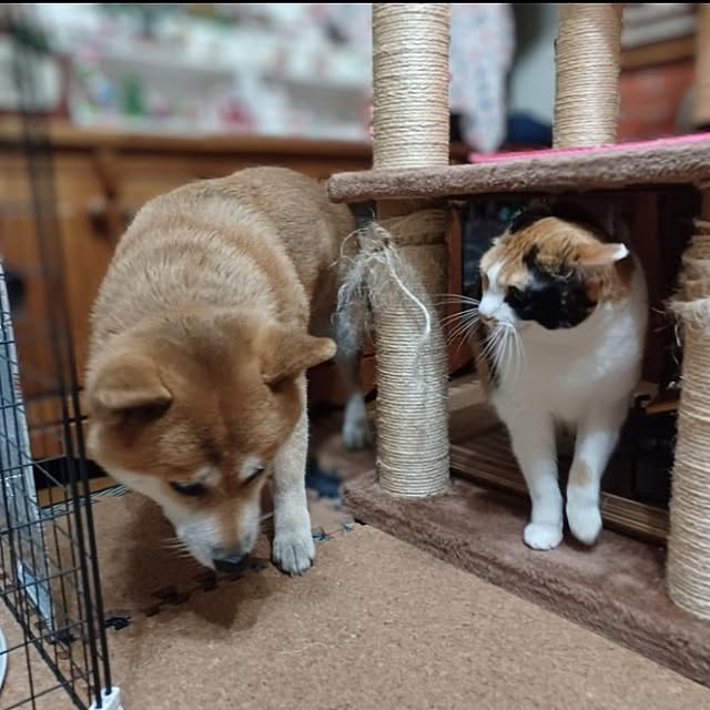 nanaさんの部屋